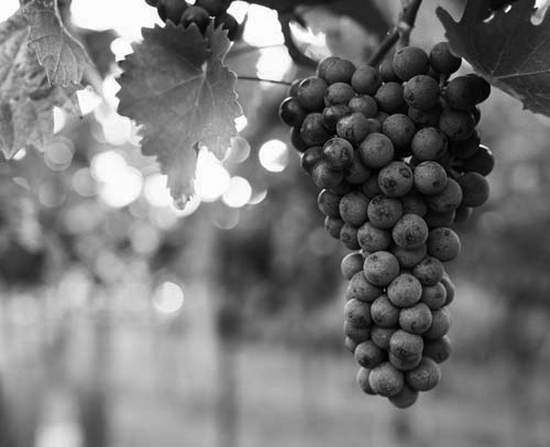 grapes_bw